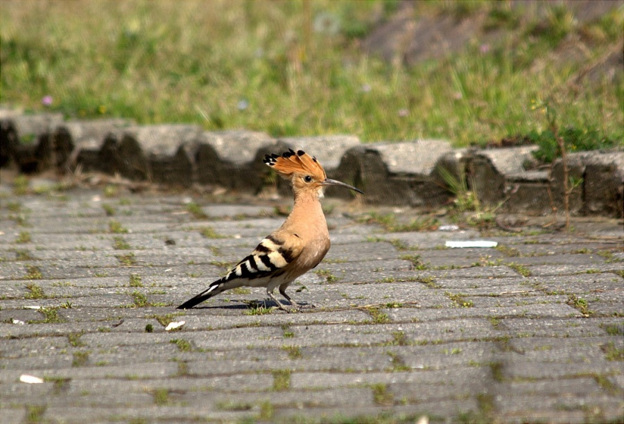 Common Hoopoe
