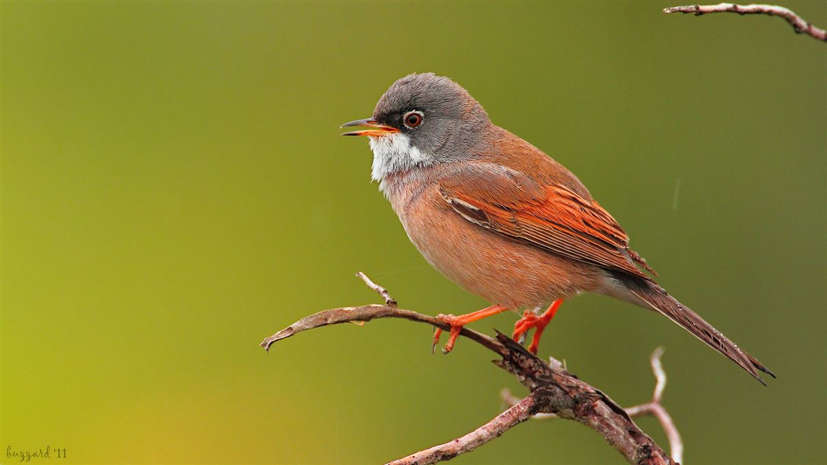 Spectacled Warbler
