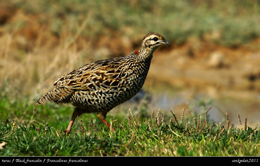 Black Francolin