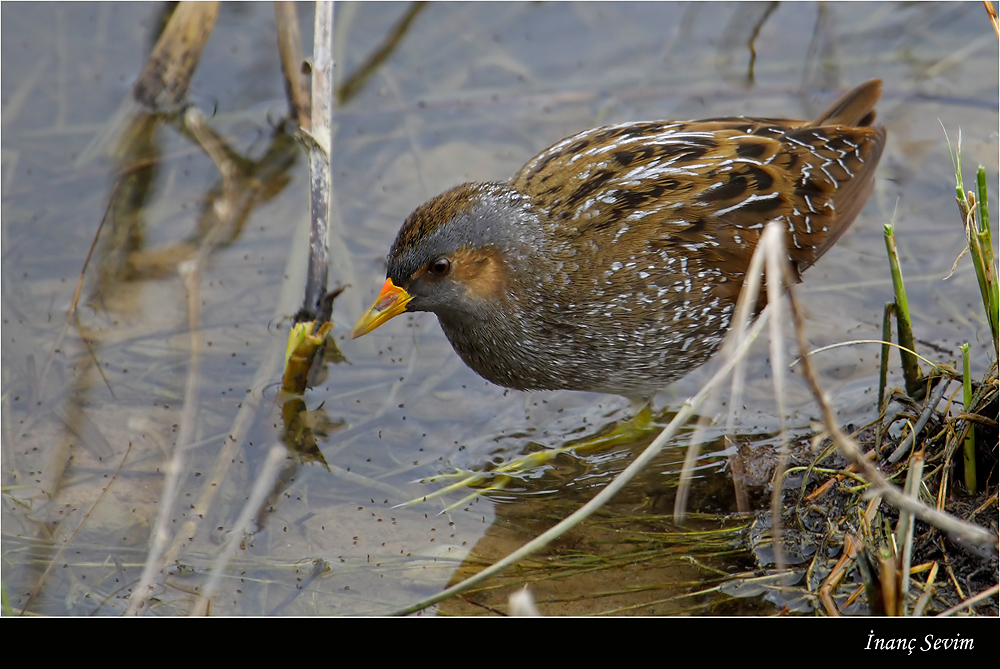 Spotted Crake