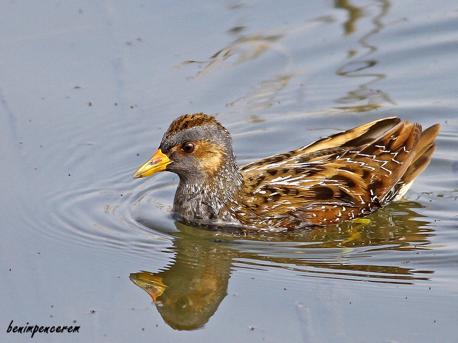 Spotted Crake