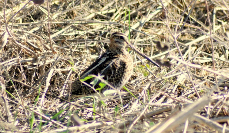 Common Snipe