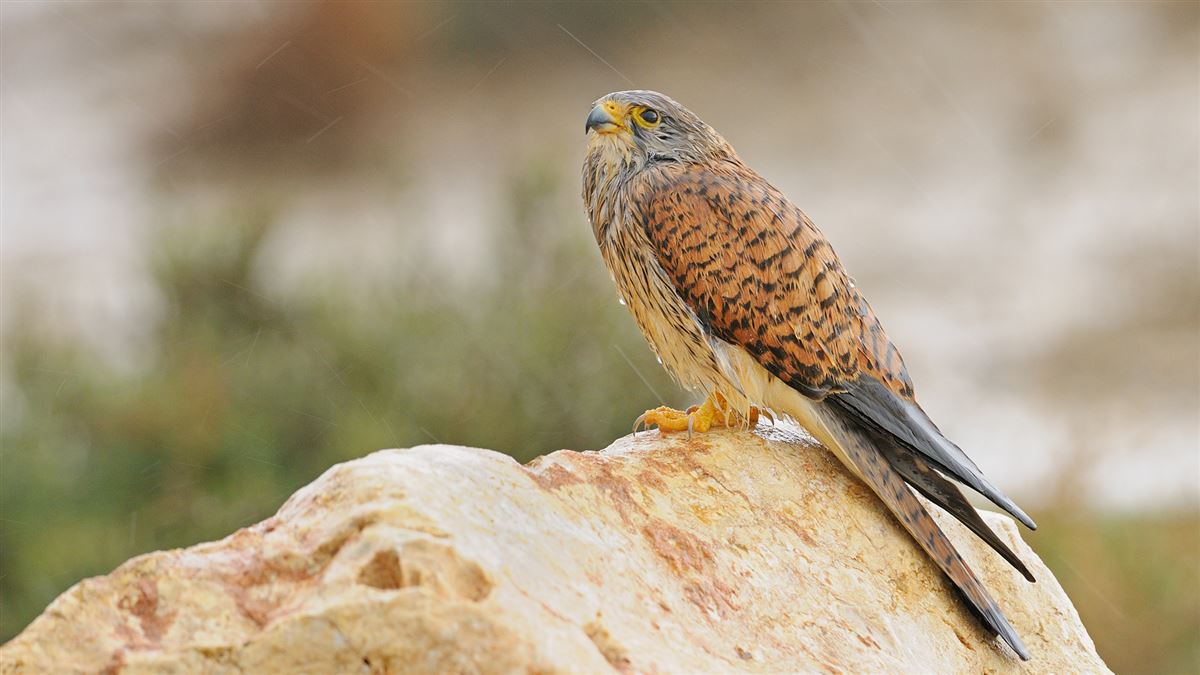 Common Kestrel