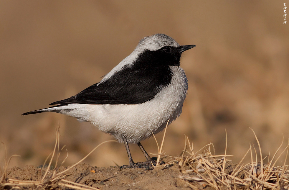 Finsch`s Wheatear