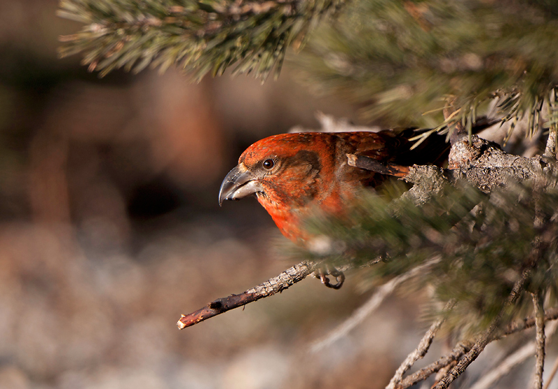 Red Crossbill