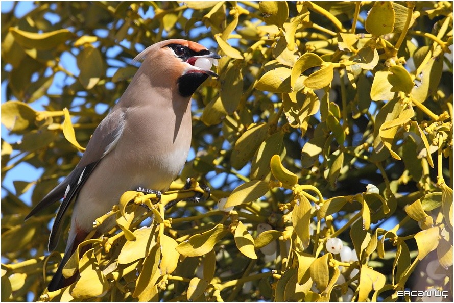 Bohemian Waxwing