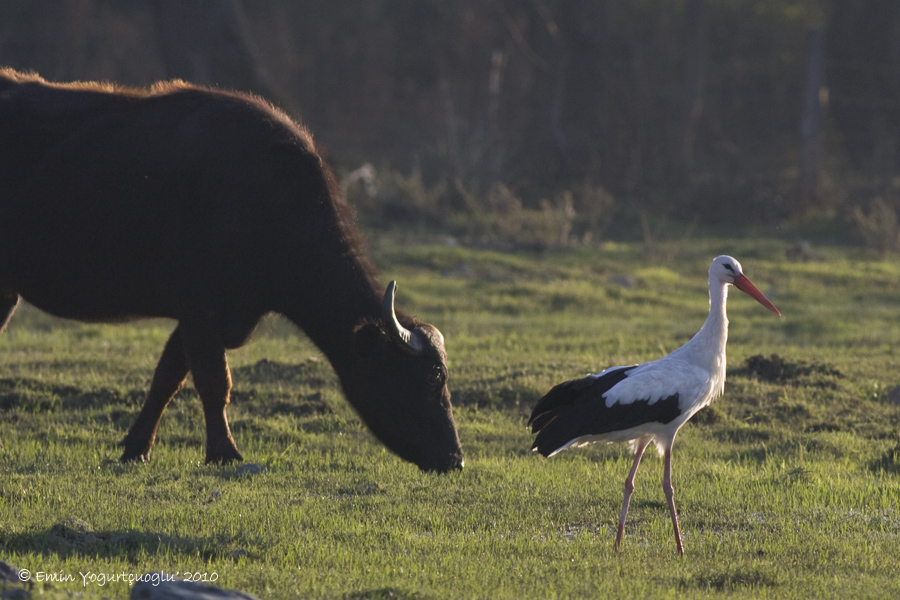 White Stork