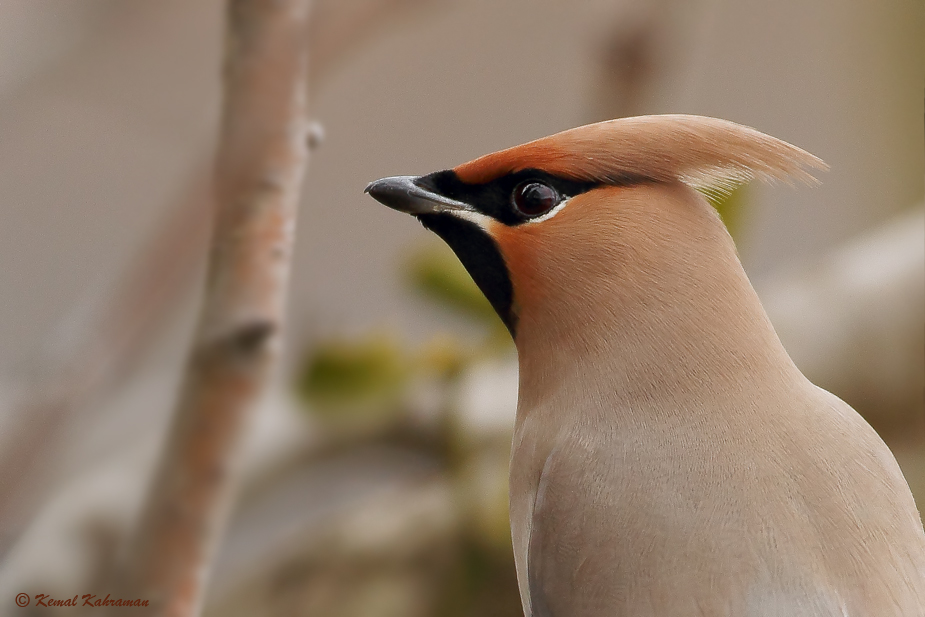 Bohemian Waxwing