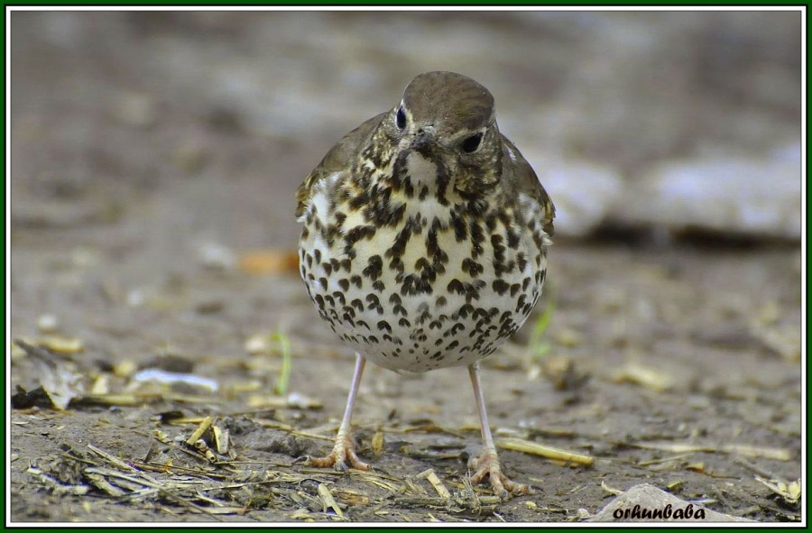 Song Thrush