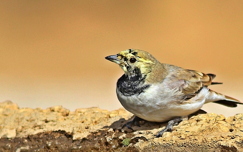 Horned Lark