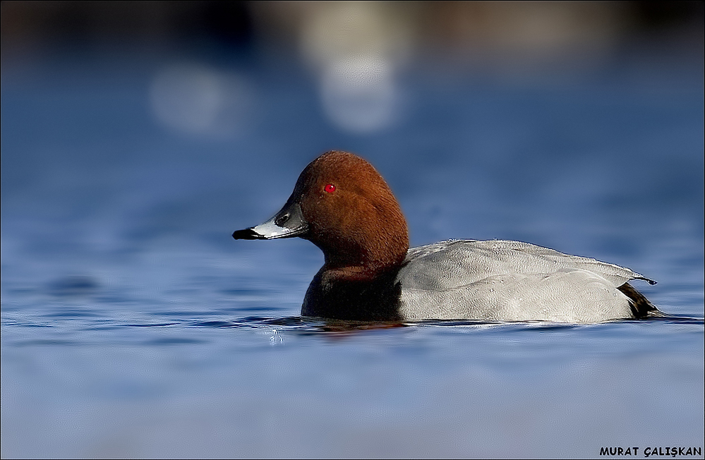 Common Pochard