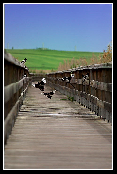 Eurasian Magpie
