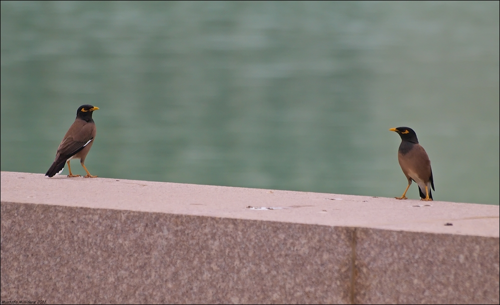 Common Myna