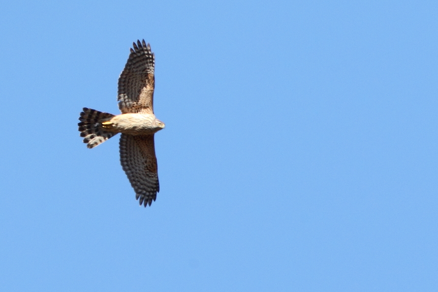 Eurasian Goshawk