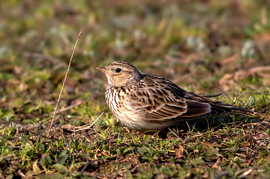 Eurasian Skylark