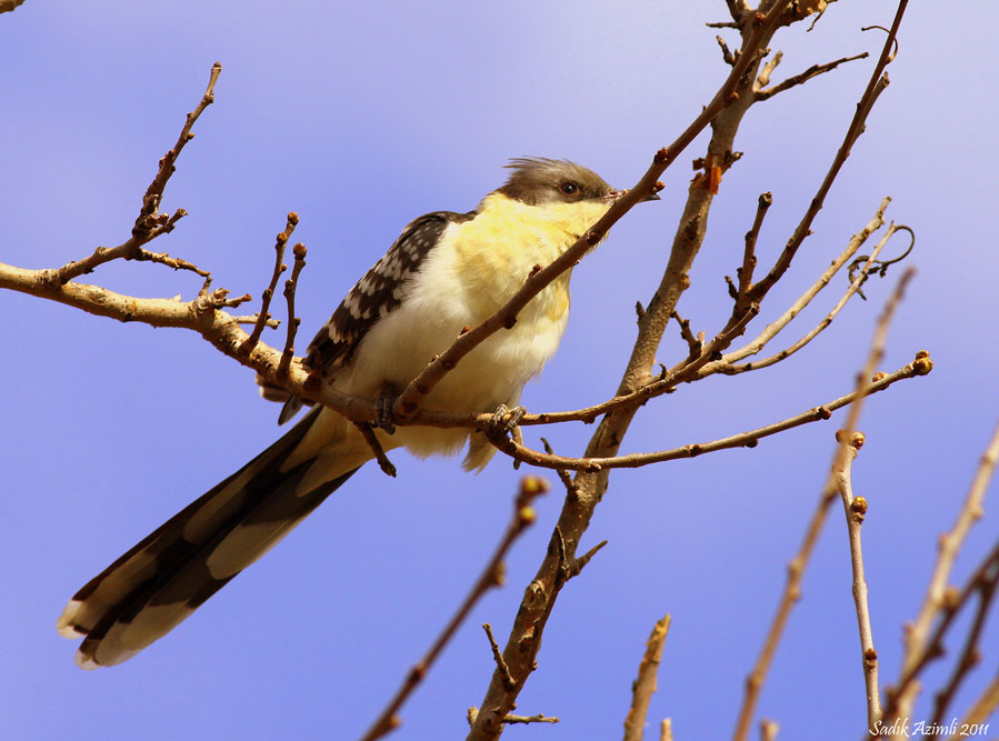 Great Spotted Cuckoo