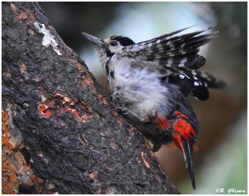 Great Spotted Woodpecker
