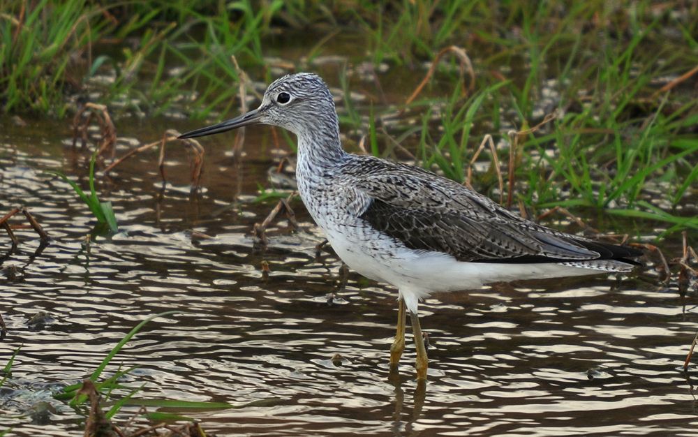 Common Greenshank