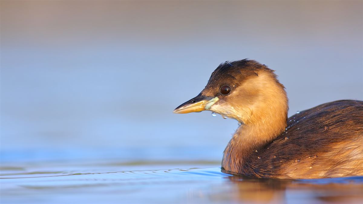 Little Grebe