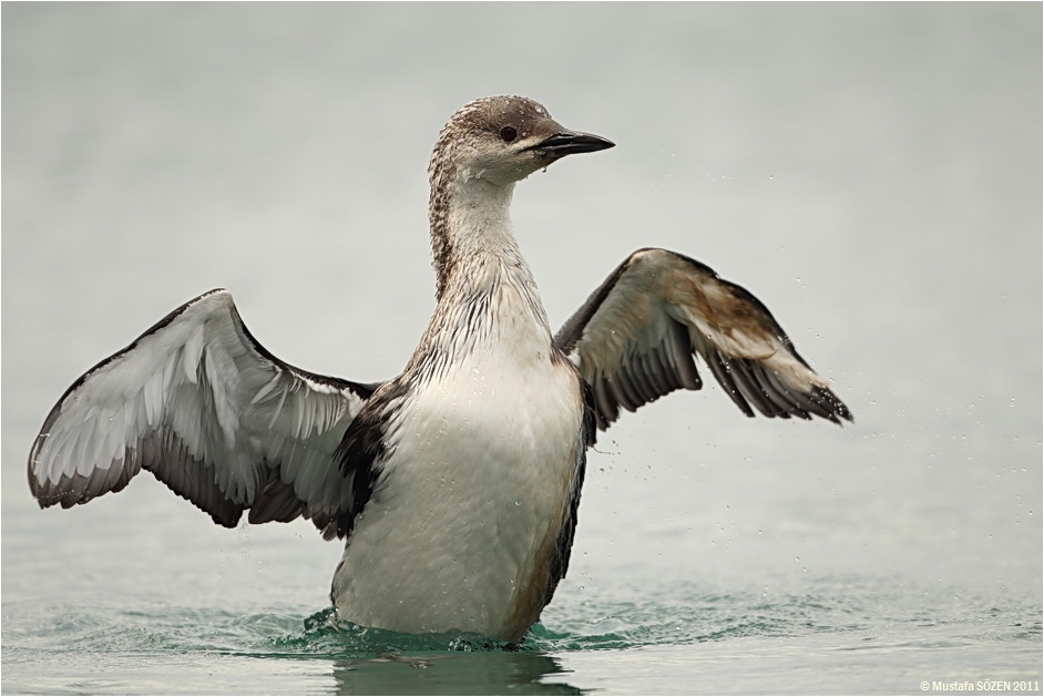Black-throated Loon