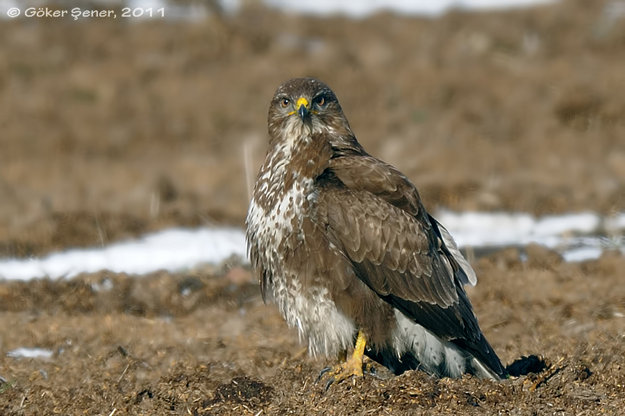 Common Buzzard