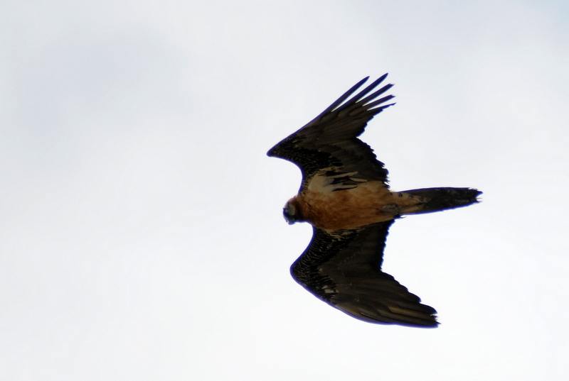 Bearded Vulture
