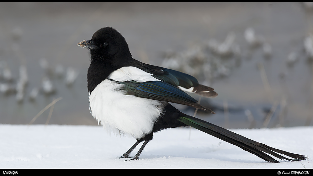 Eurasian Magpie