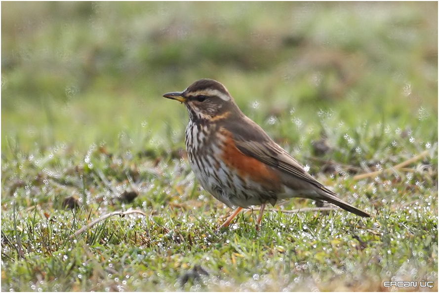 Redwing