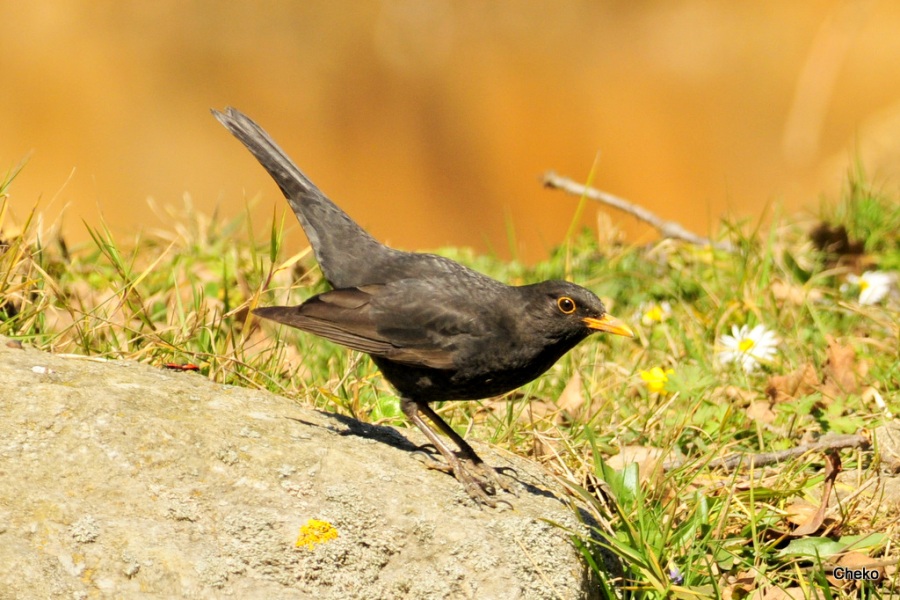 Common Blackbird
