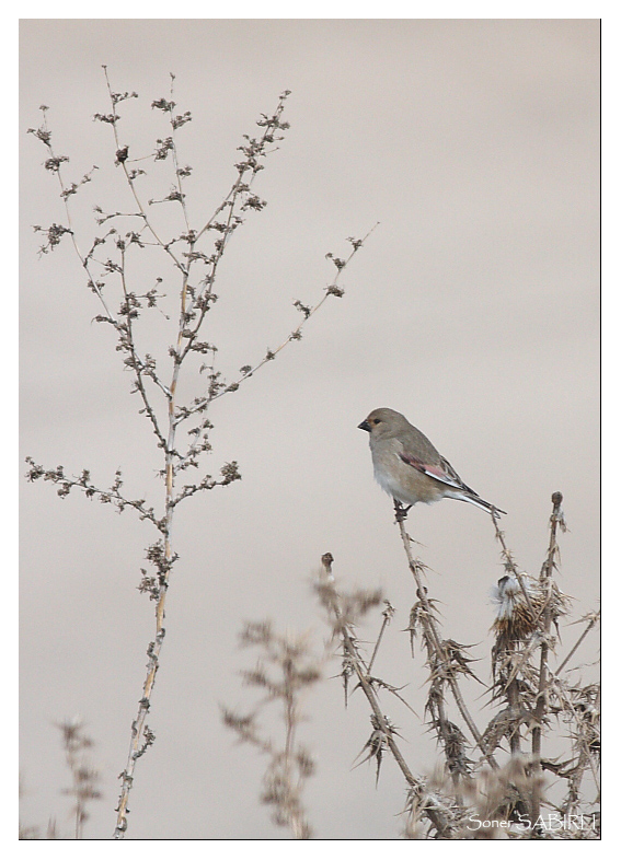 Desert Finch