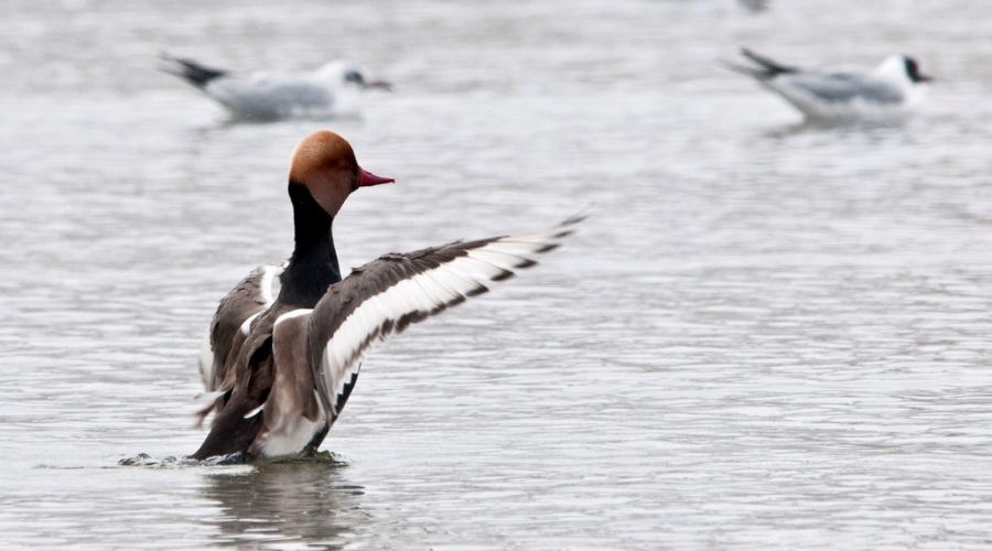 Red-crested Pochard