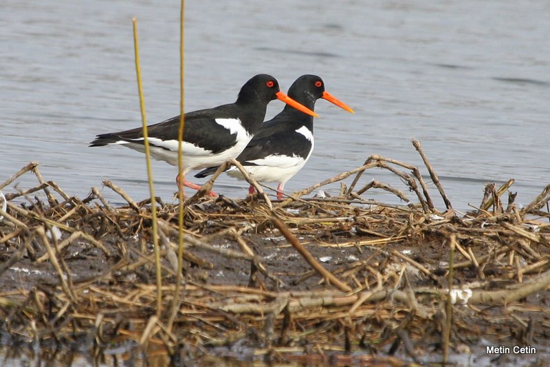 Eurasian Oystercatcher