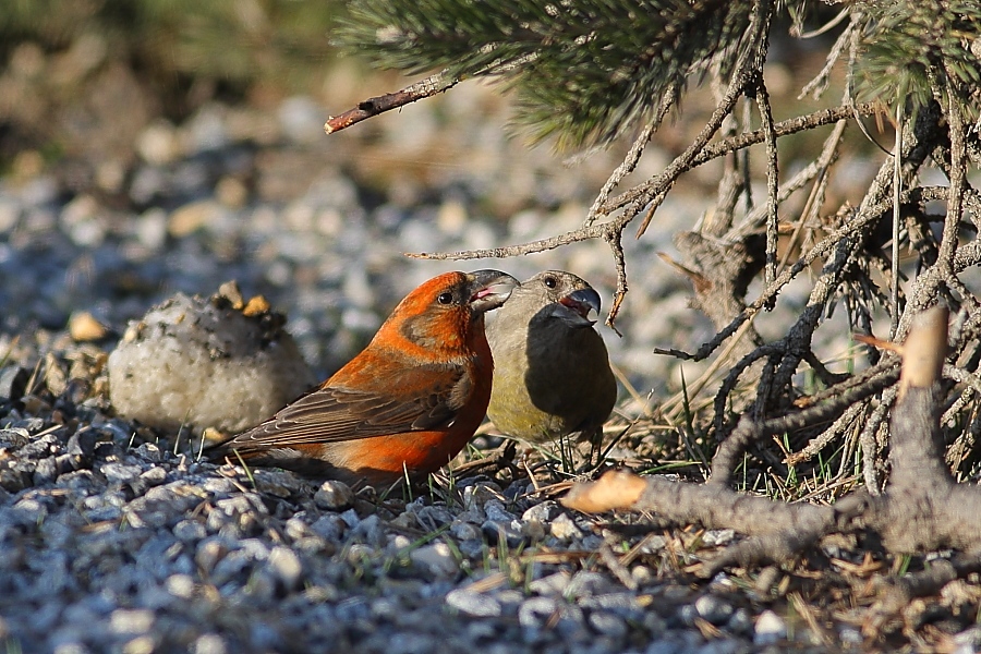 Red Crossbill