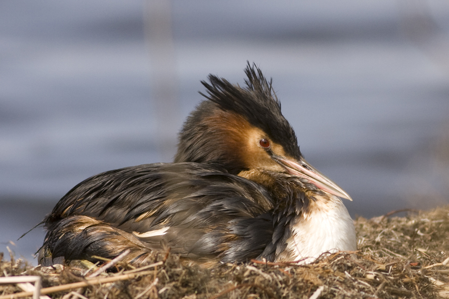 Great Crested Grebe