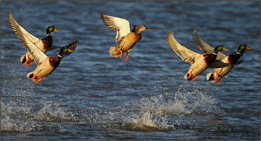 Mallard