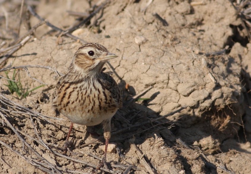 Eurasian Skylark