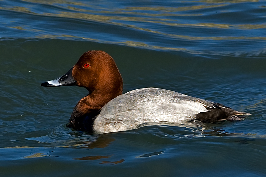 Common Pochard