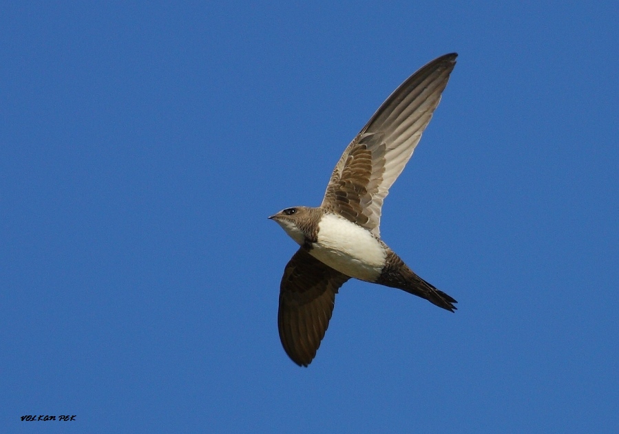 Alpine Swift