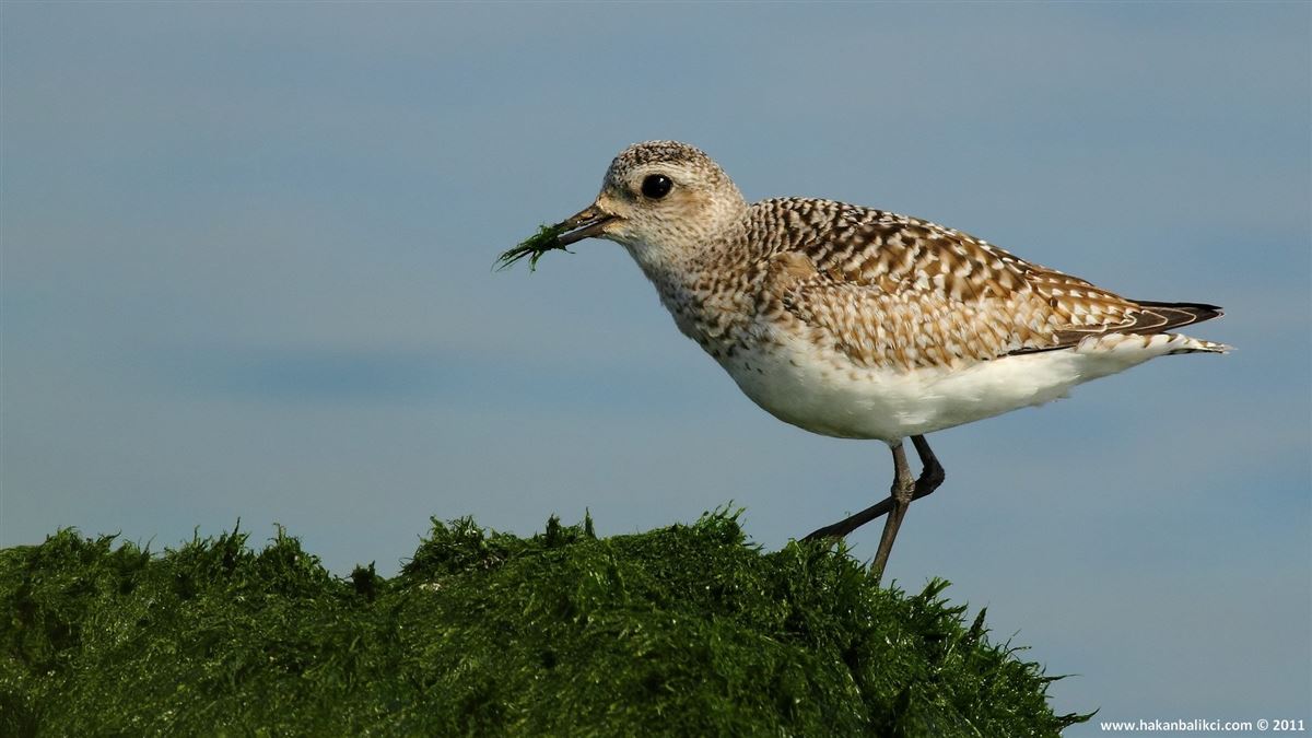 Grey Plover