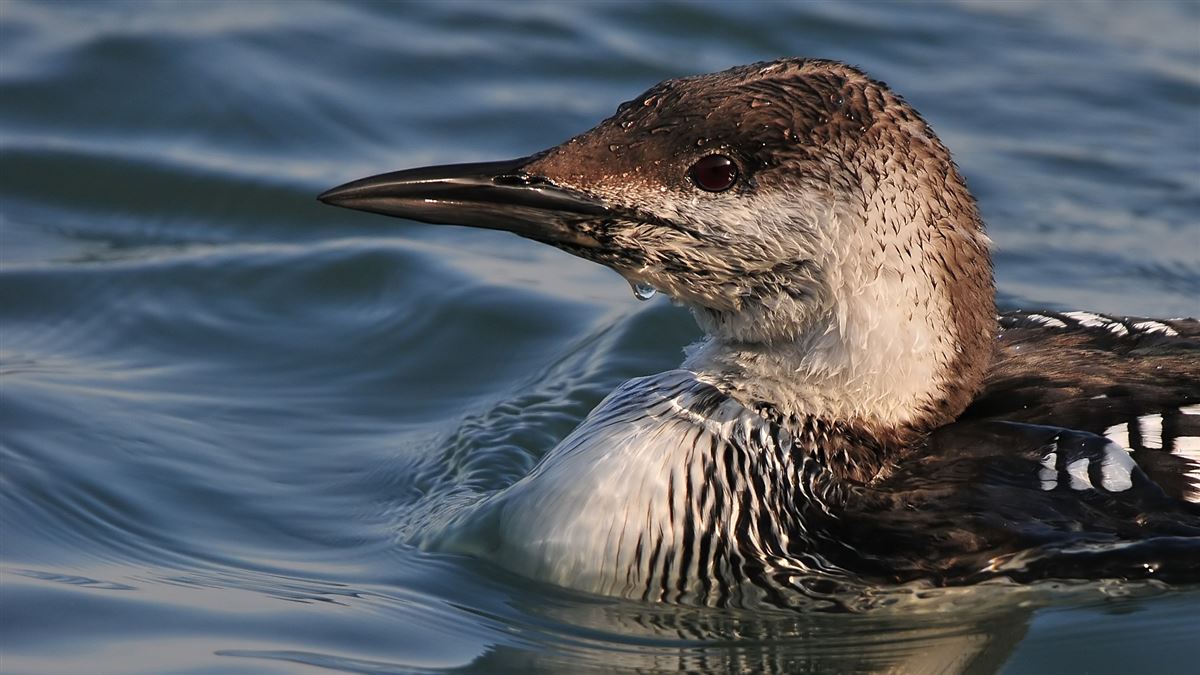 Black-throated Loon