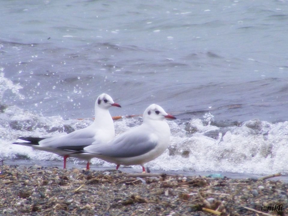 Black-headed Gull
