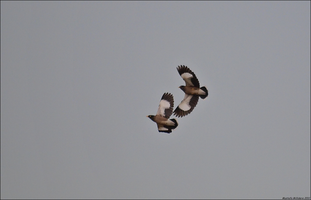 Common Myna