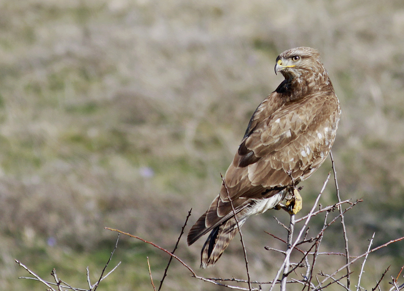 Common Buzzard