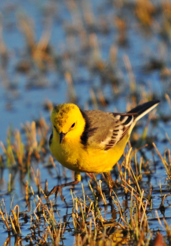 Citrine Wagtail