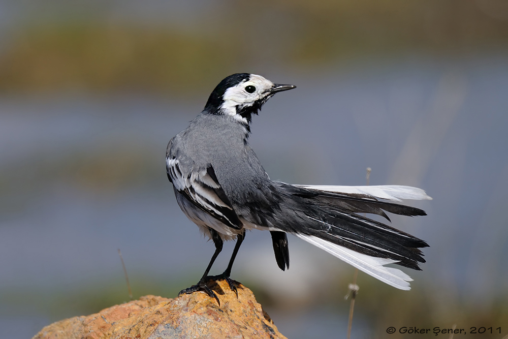 White Wagtail