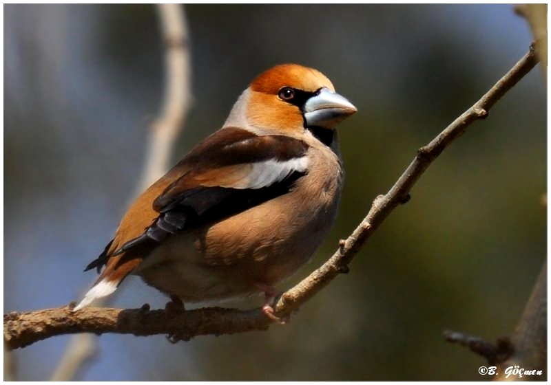 Hawfinch