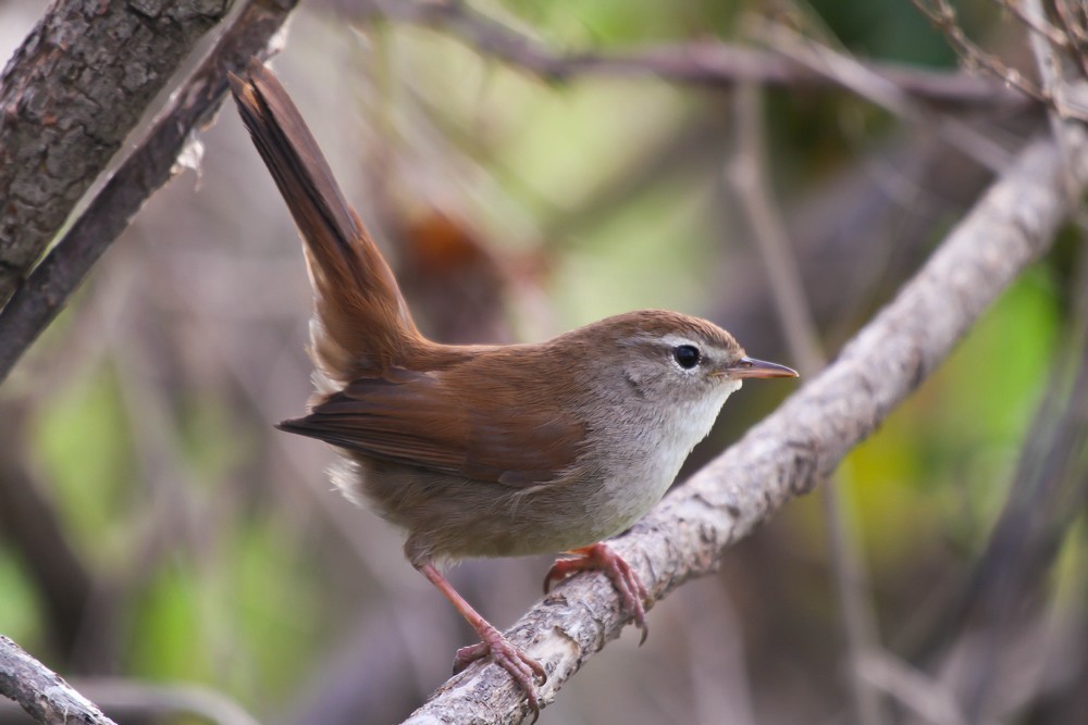 Cetti`s Warbler
