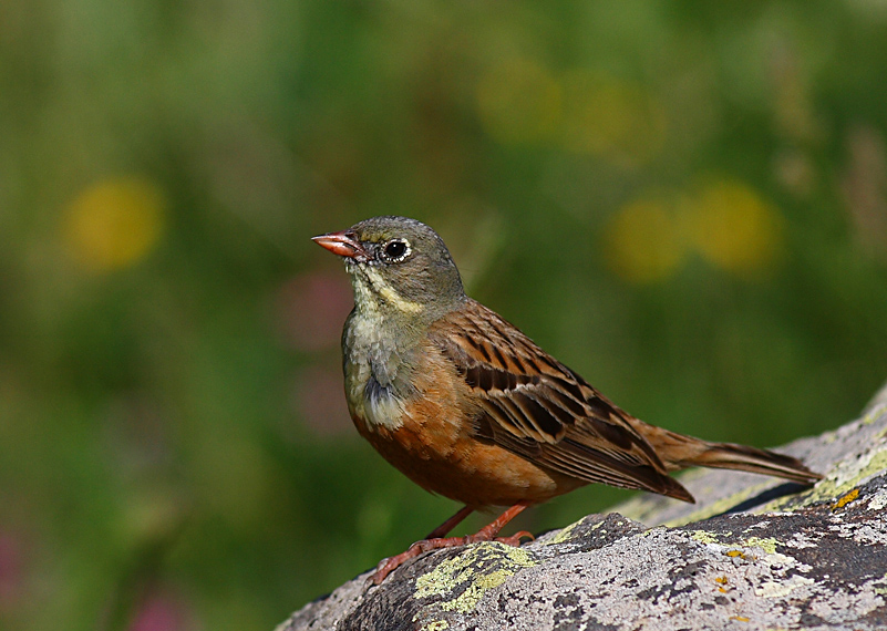 Ortolan Bunting