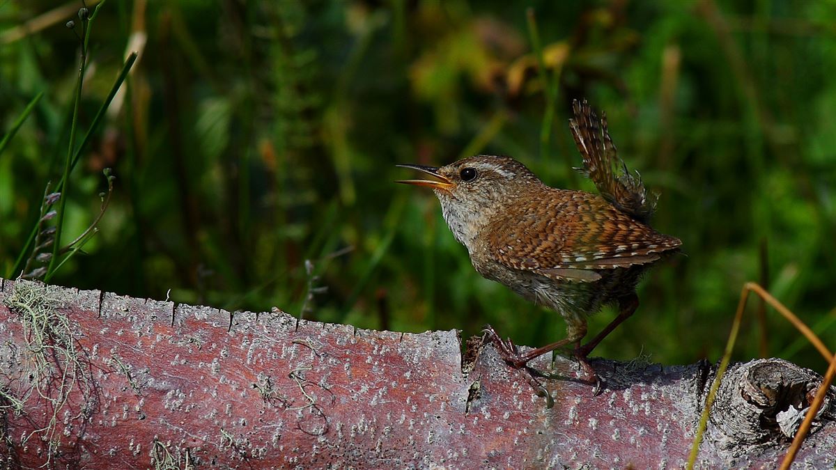 Eurasian Wren