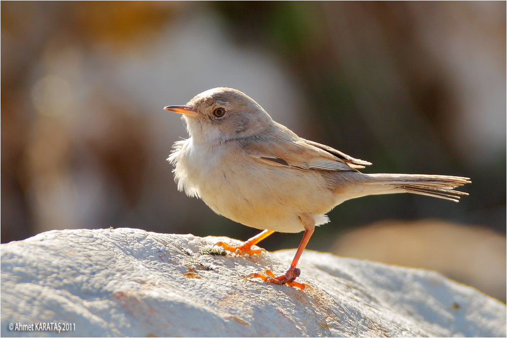 Spectacled Warbler